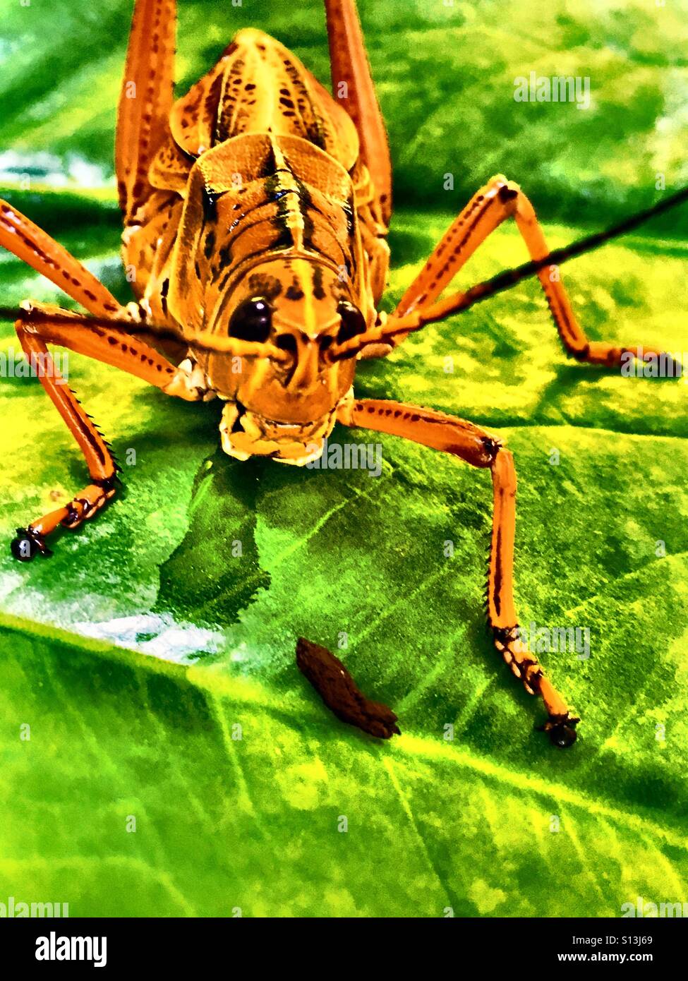 Florida hires stock photography and images Alamy