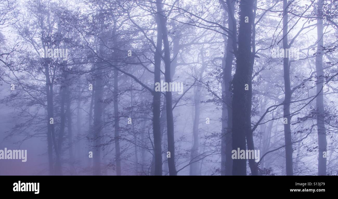 Foggy forest wallpaper hi-res stock photography and images - Alamy