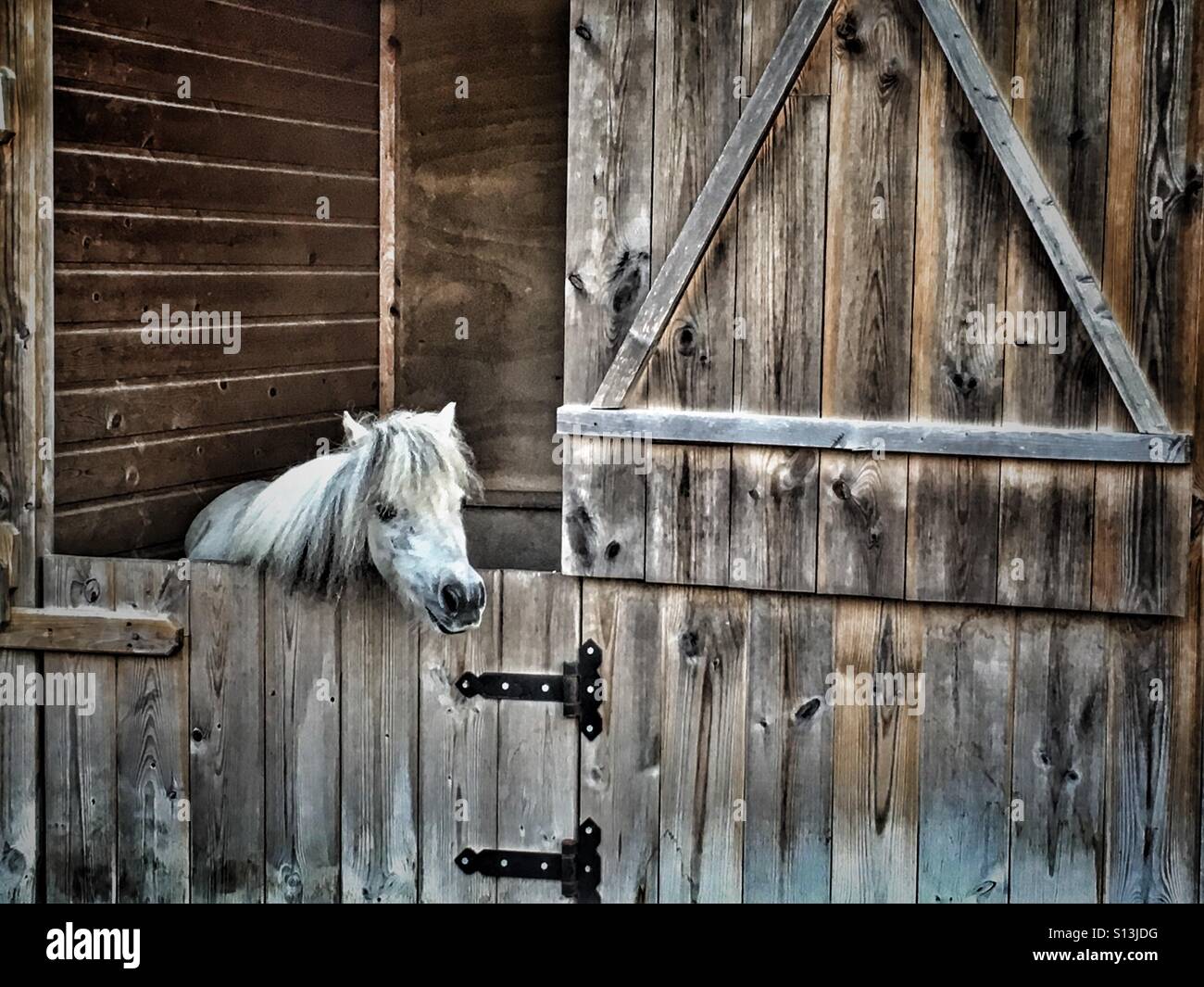 Falabella, miniature horse in stable Stock Photo