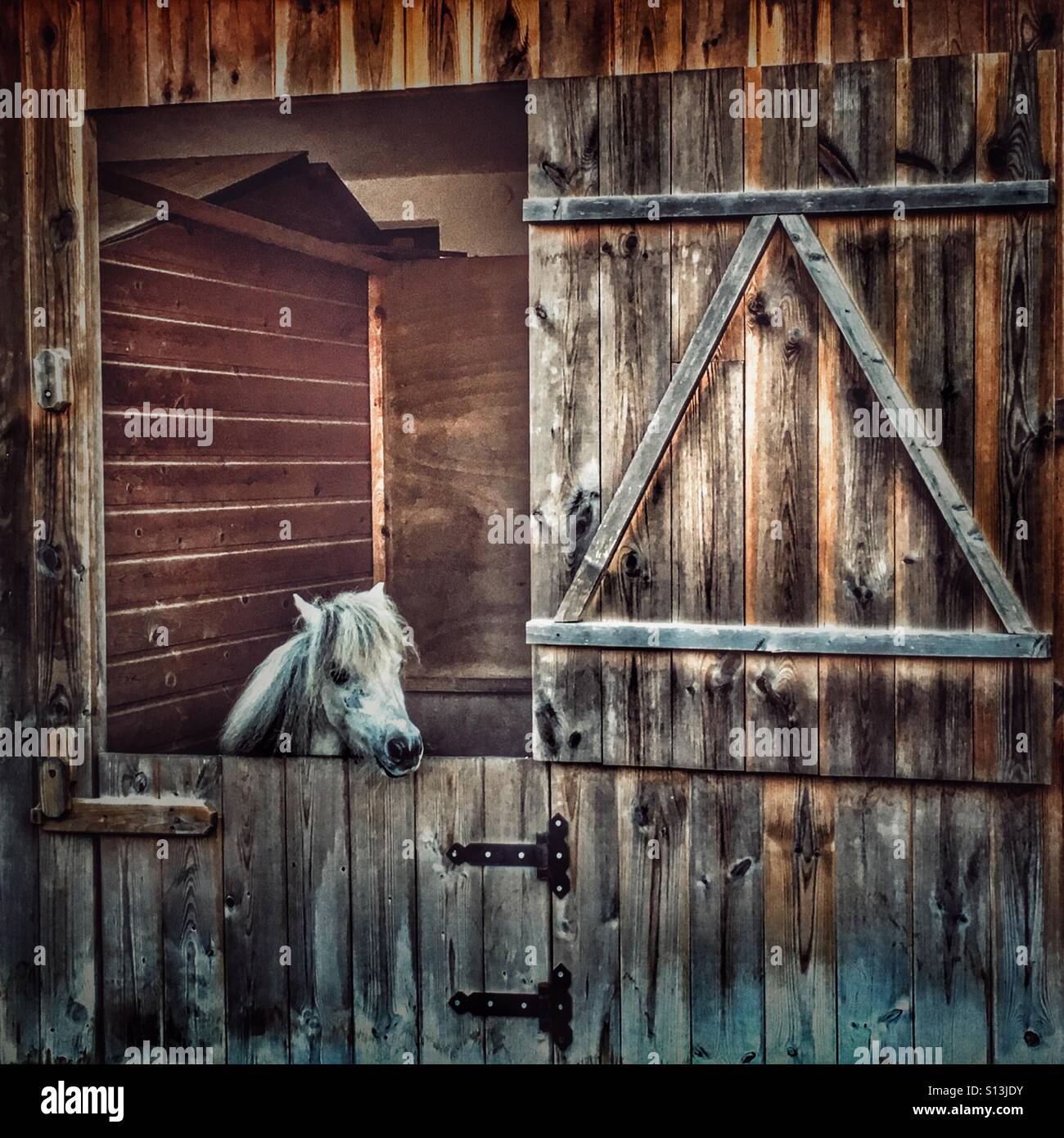 Falabella miniature horse in stable Stock Photo