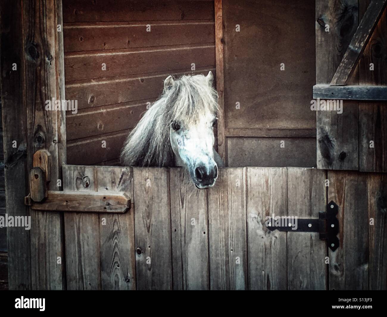 Falabella, miniature horse, in stable Stock Photo