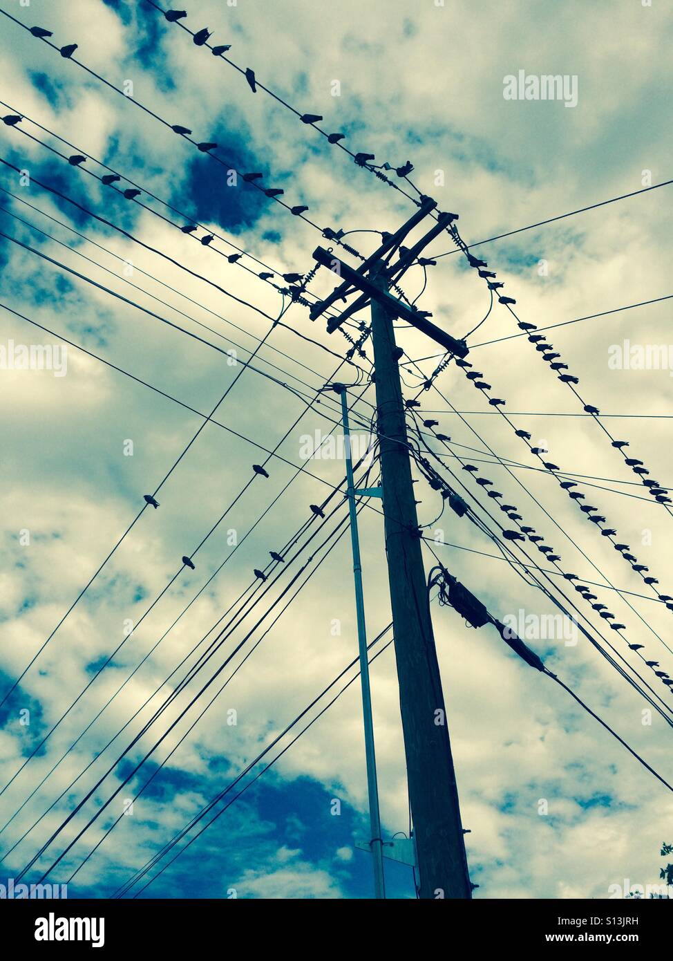 Pigeons perch on a power line. Stock Photo