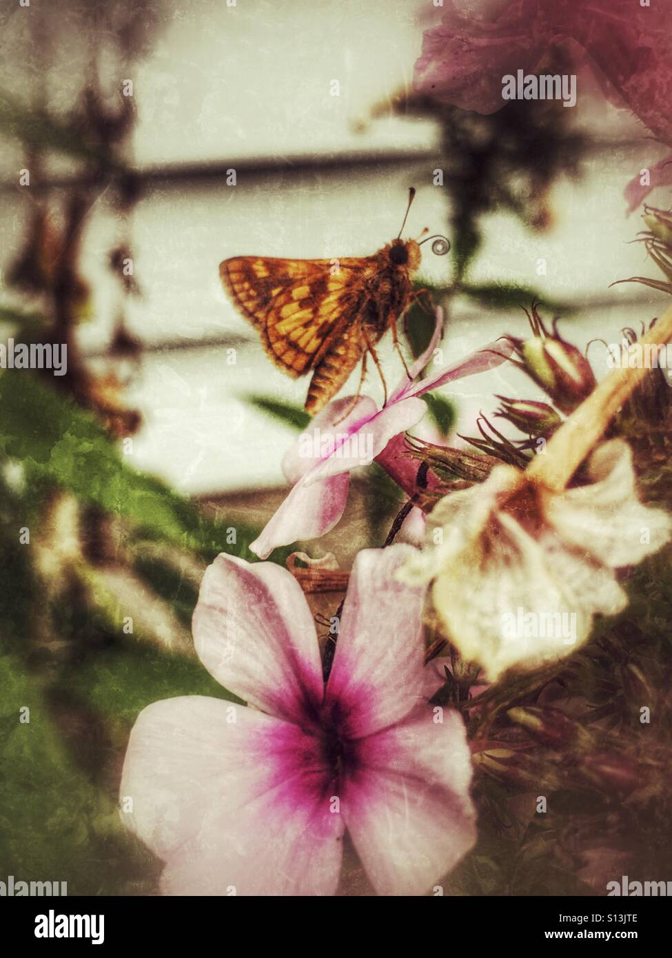 A small butterfly, with one antenna curled, sitting on a pink phlox. - Smartphone Captured Stock Image