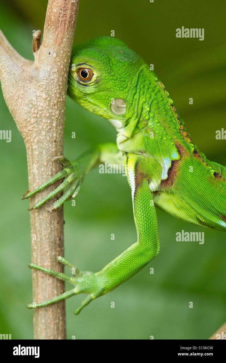 Baby green iguana Stock Photo Alamy
