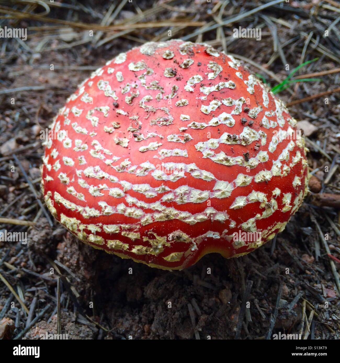 This is a photo of the mushroom called amanita muscaria. It is also called fly agaric or fly amanita and is known for its psychoactive properties. Stock Photo