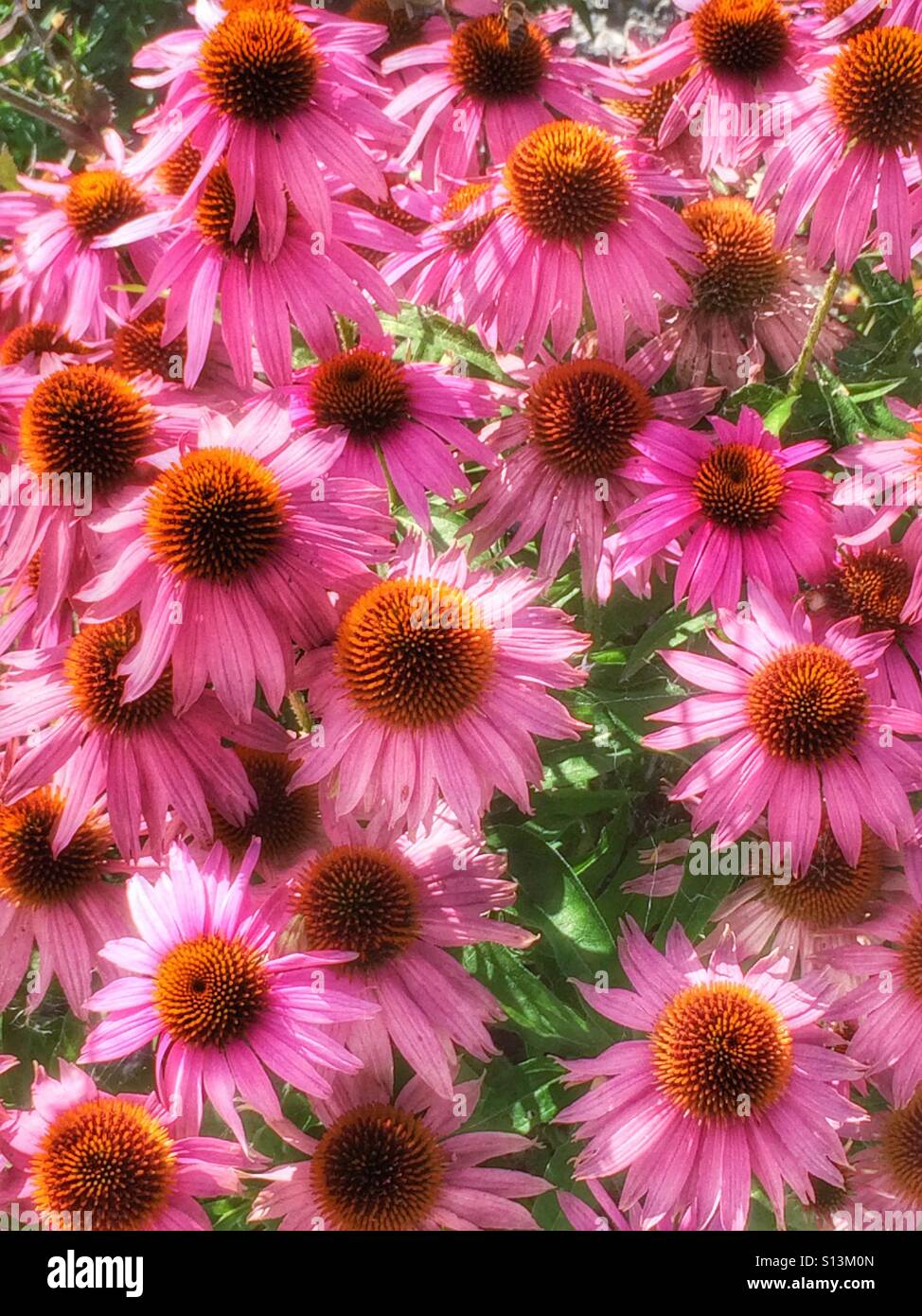 Cone flower, medicinal herb Stock Photo
