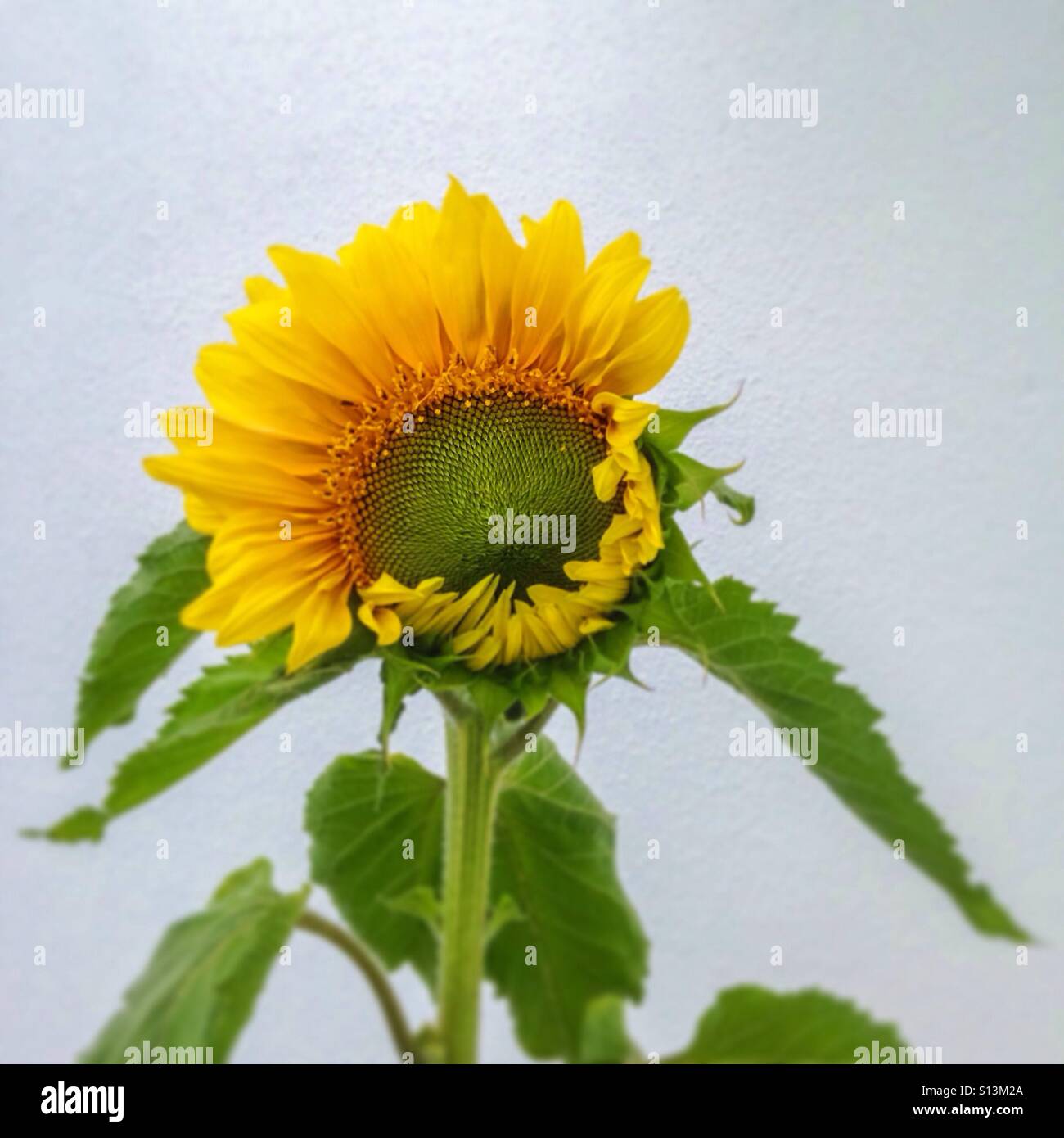 Half-Open - Smartphone Captured Stock Image