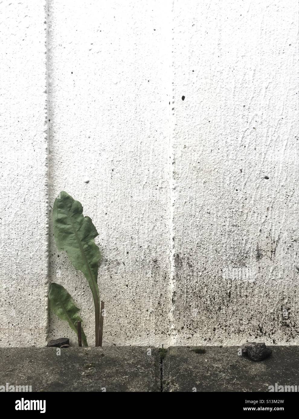 Plant against white wall Stock Photo