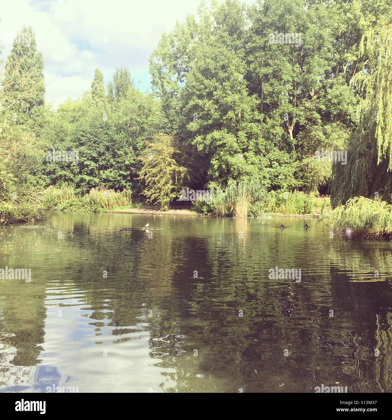Peckham Rye Park lake at Peckham Rye common, South East London - Smartphone Captured Stock Image