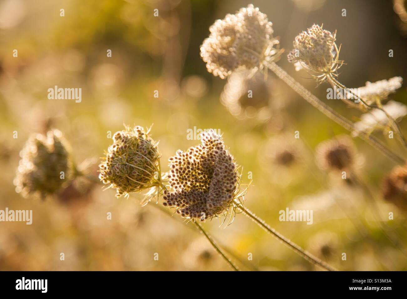 Wild Plants in the glossy Sunlight Stock Photo