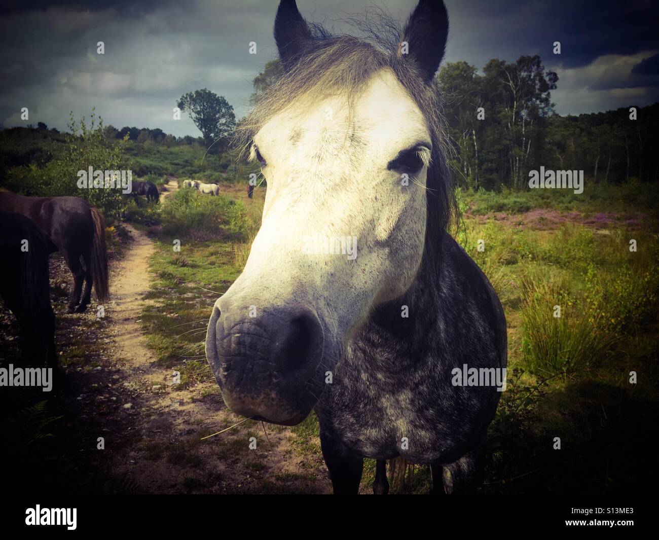 A wild horse at Holt Country Park in Norfolk - Smartphone Captured Stock Image
