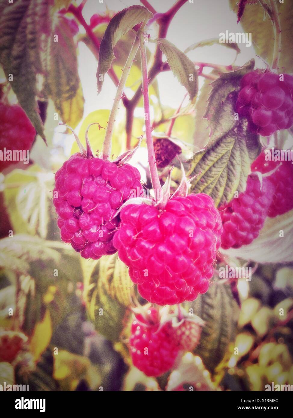 Raspberries growing in a back garden. - Smartphone Captured Stock Image