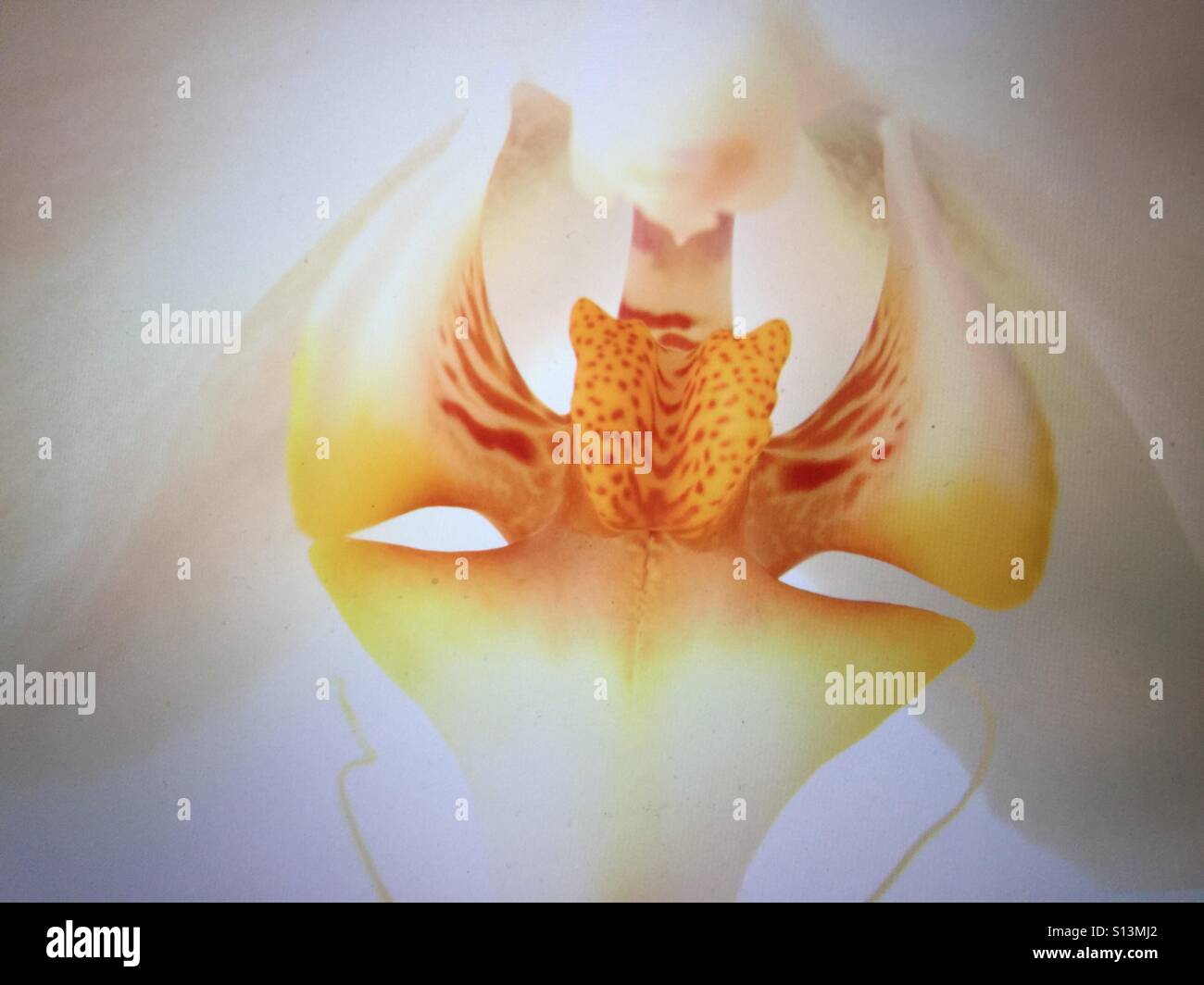 Orchid - Smartphone Captured Stock Image