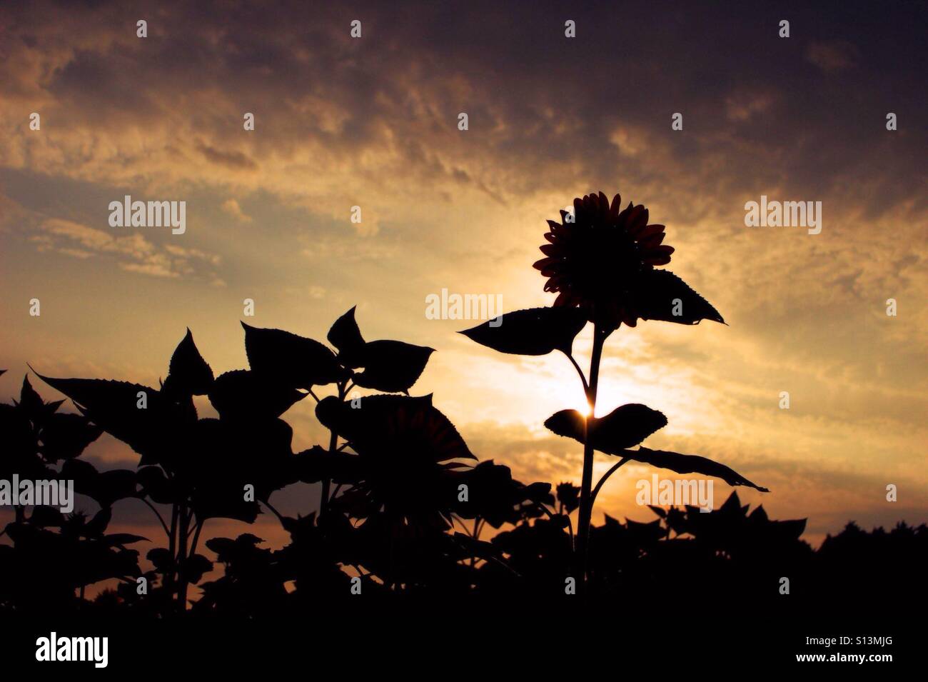 life is beautiful indeed Stock Photo Alamy