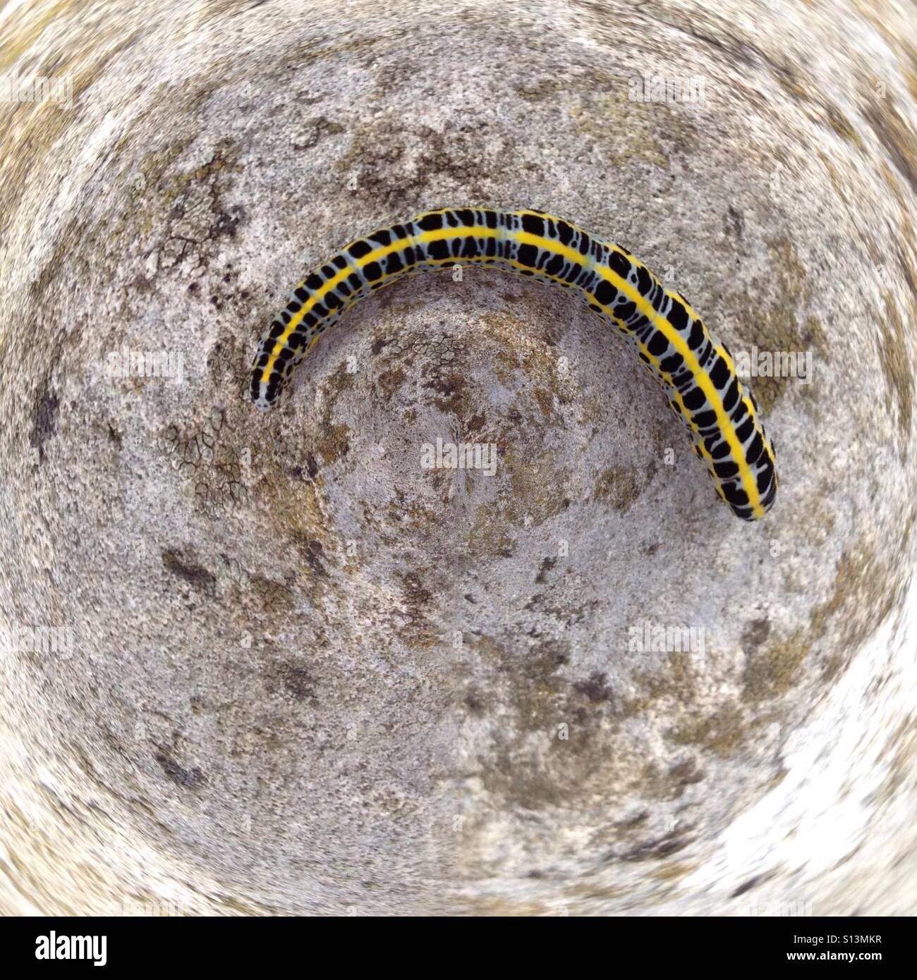 Tiny planet caterpillar - Smartphone Captured Stock Image