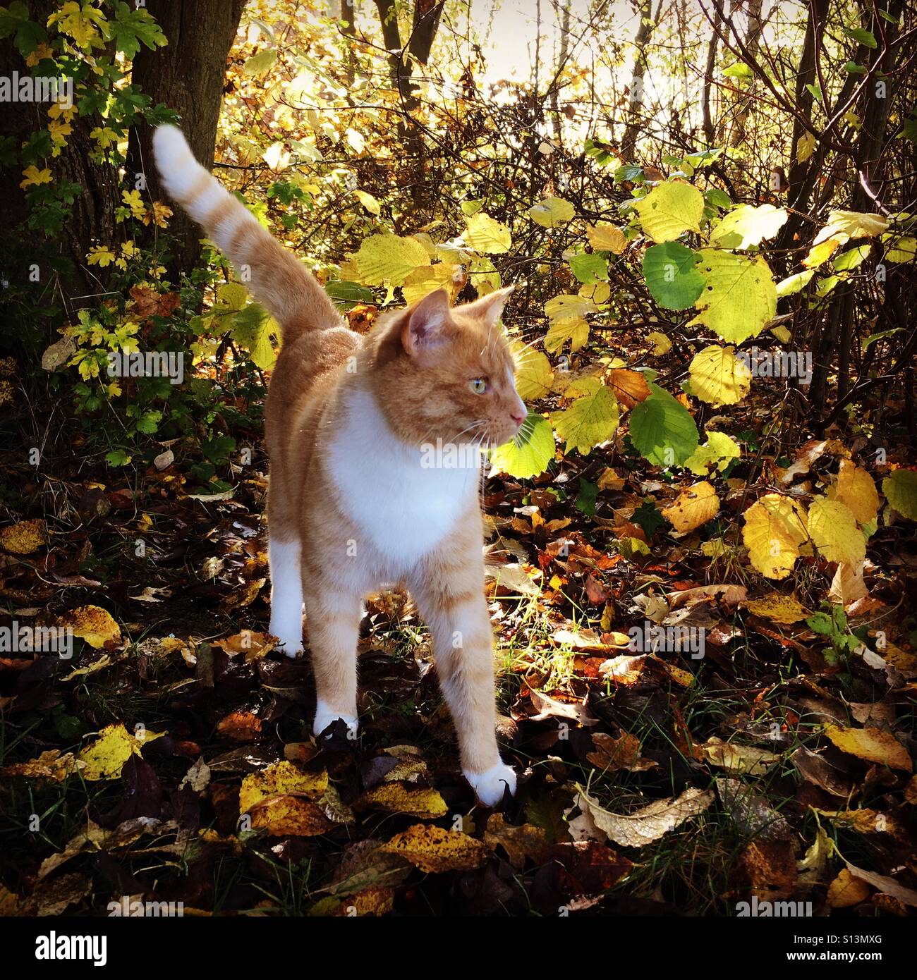 Autumnal scene with cat in the forest - Smartphone Captured Stock Image