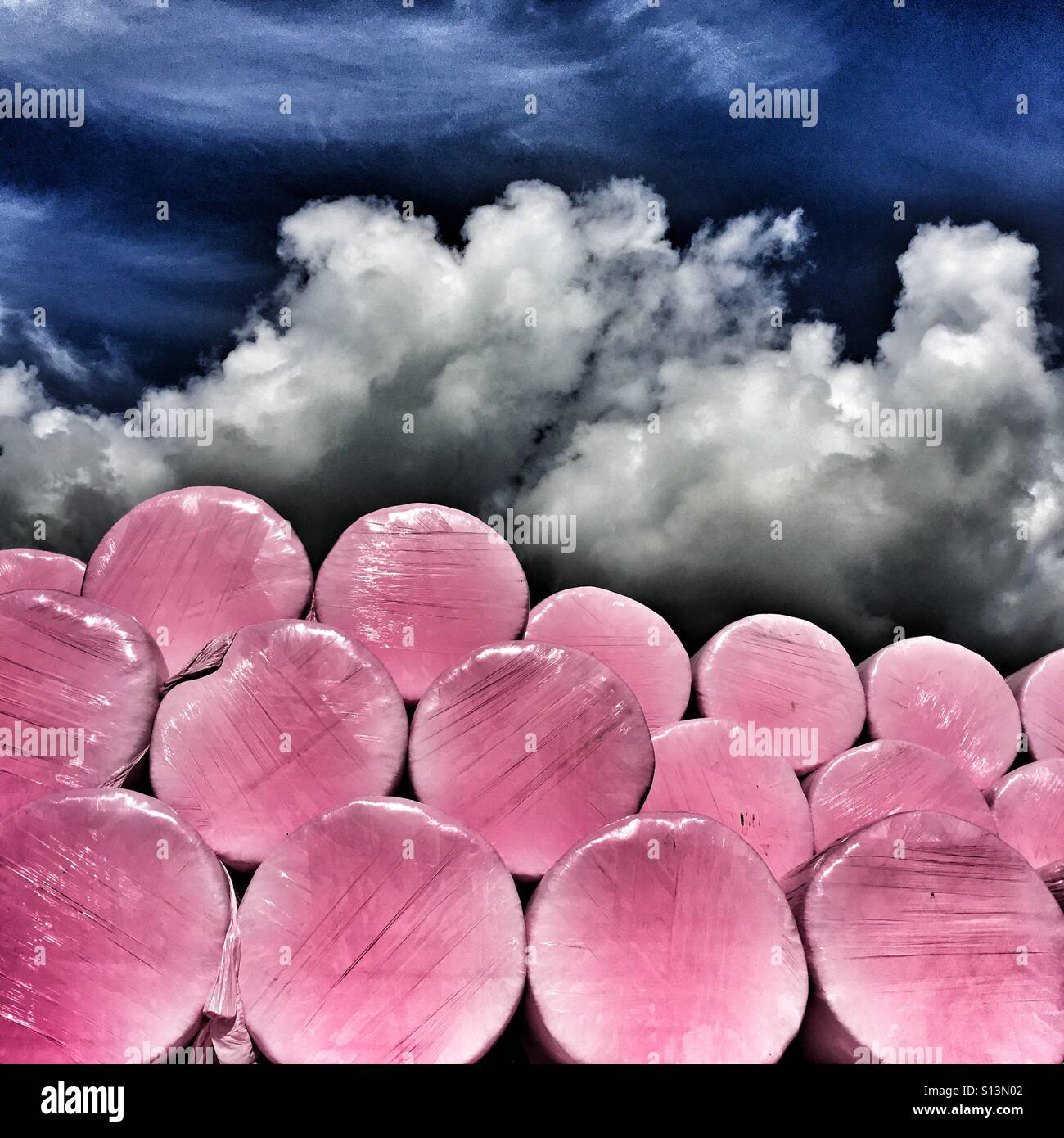 Hay bales wrapped in pink plastic against a dramatic sky Stock Photo