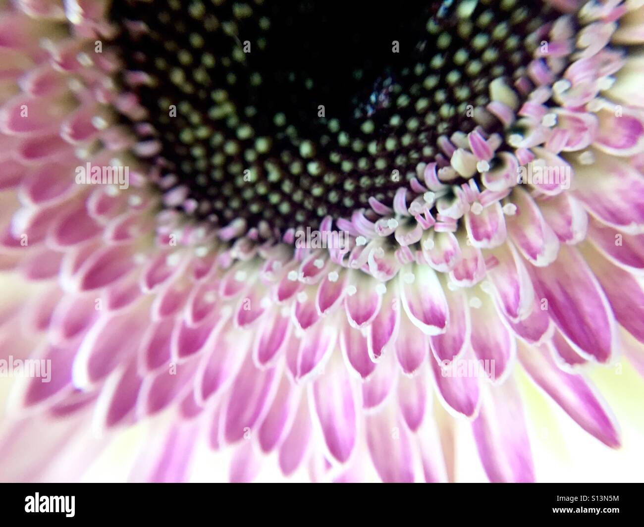 Macro of a pink and white gerbera  Daisy - Smartphone Captured Stock Image