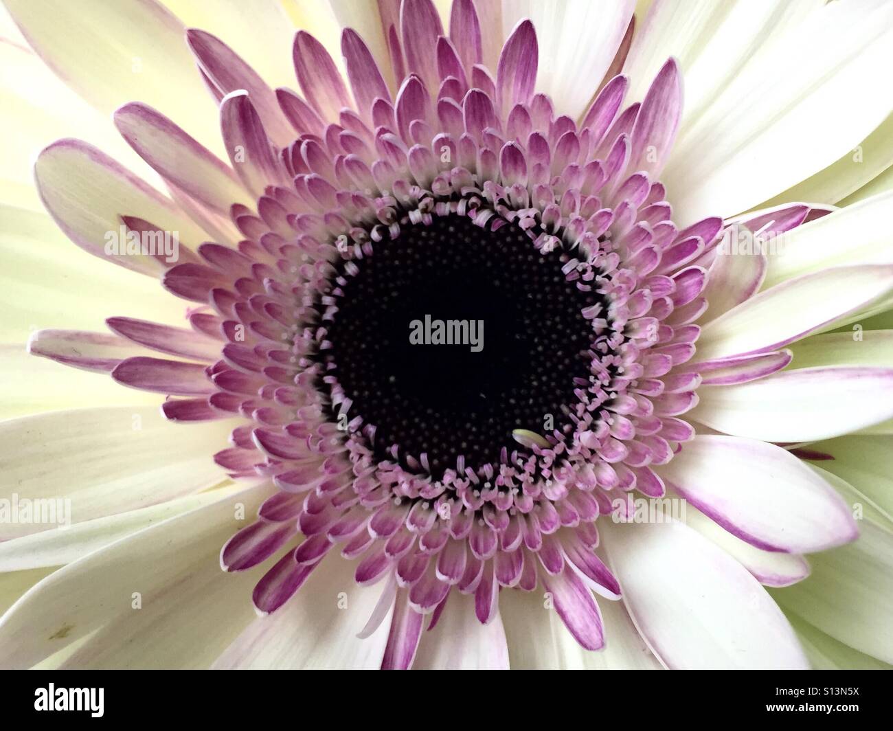 Close up of a pink and white gerbera Daisy - Smartphone Captured Stock Image