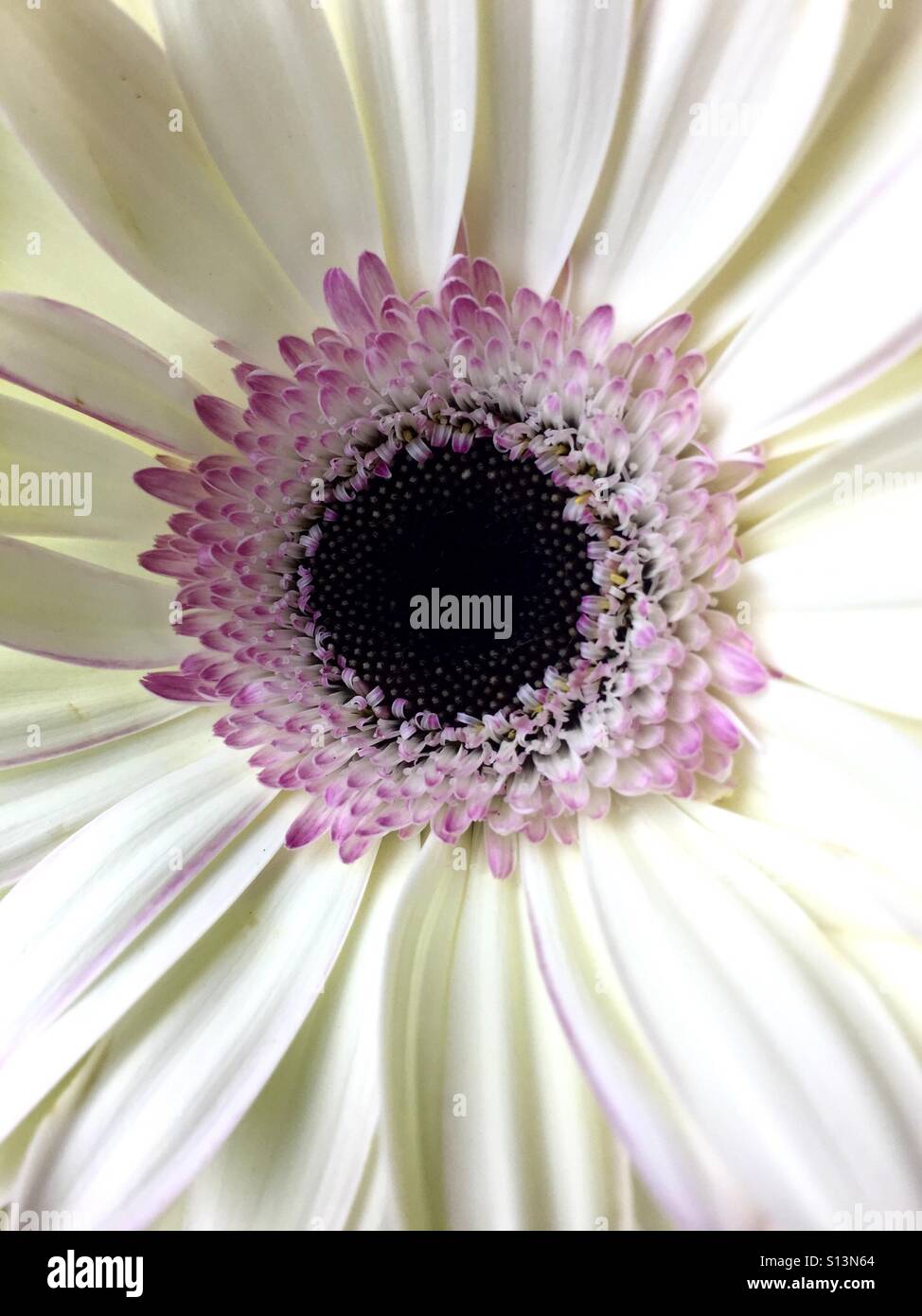 Close up of a pink and white Gerber Daisy - Smartphone Captured Stock Image