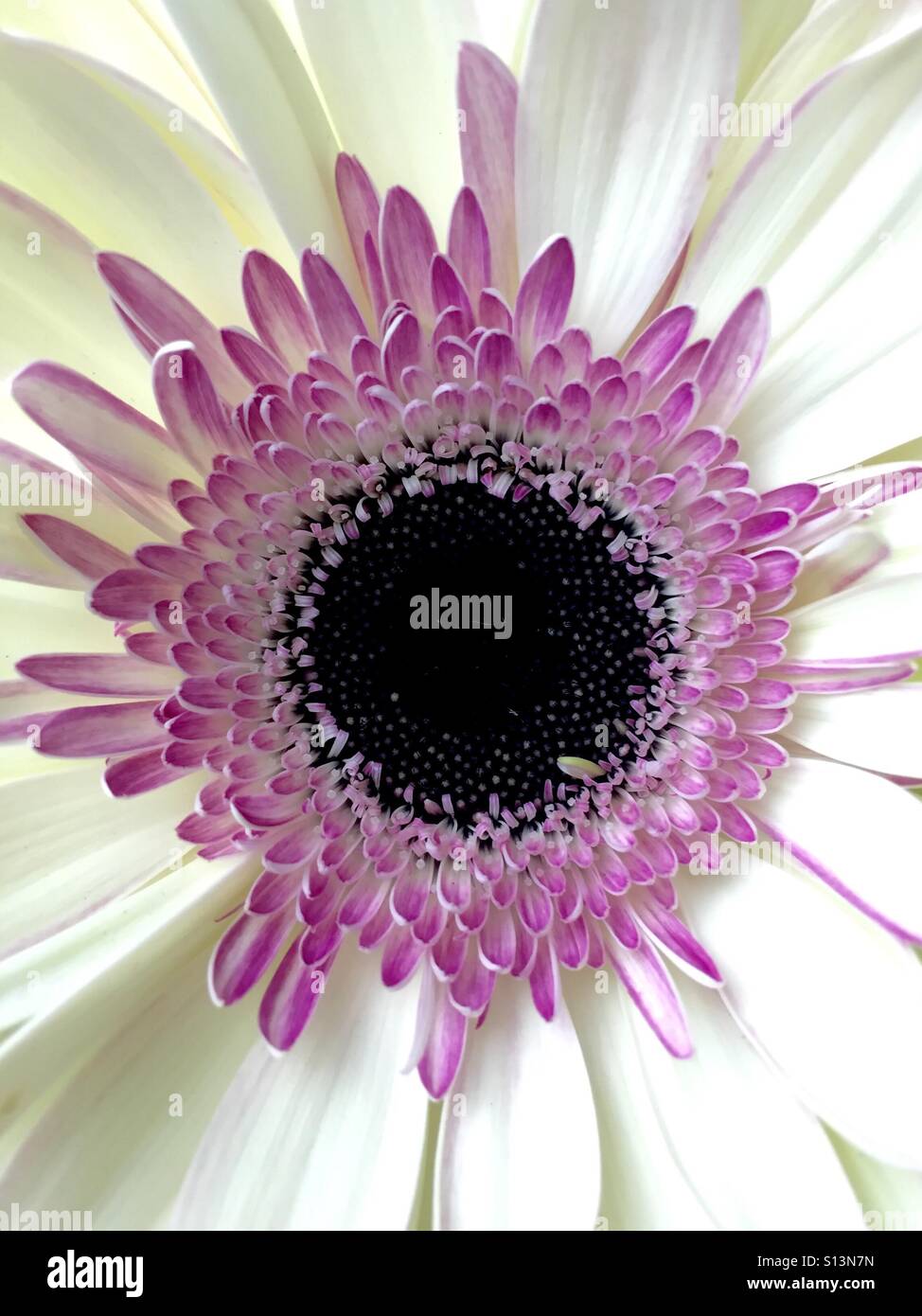 Close up of a pink and white gerbera Daisy - Smartphone Captured Stock Image