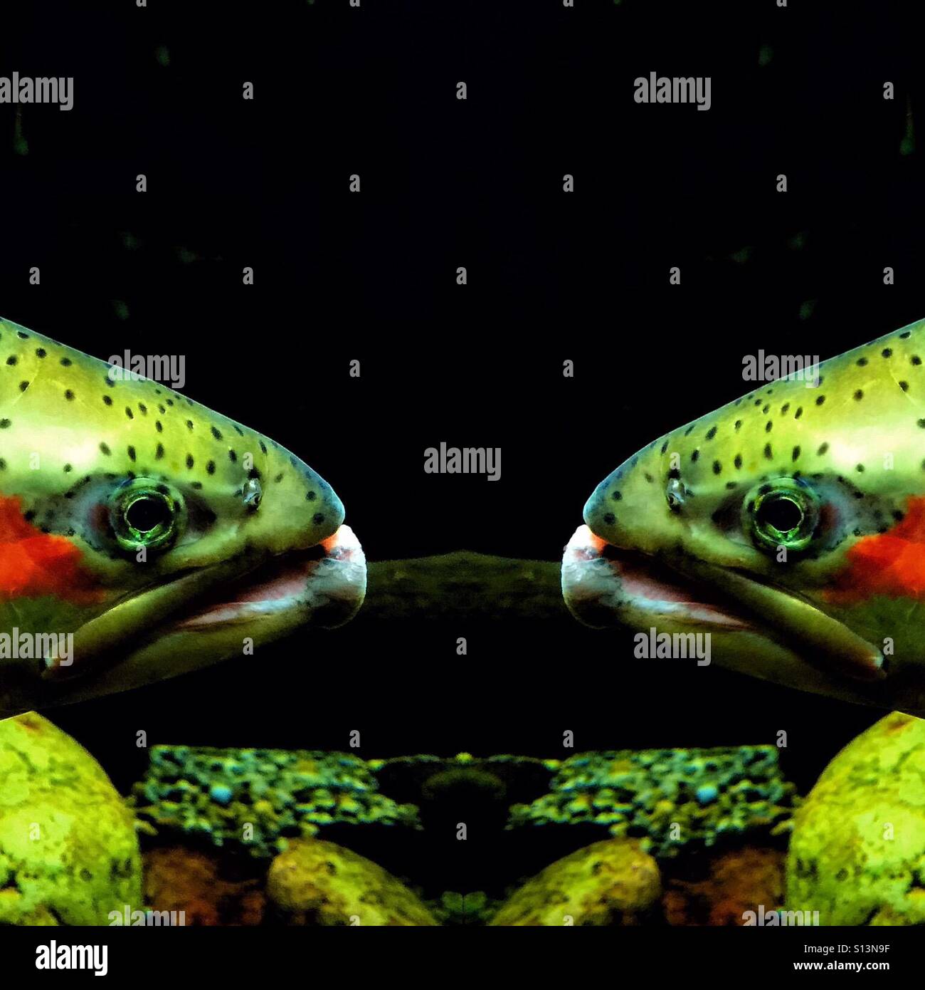 Rainbow trout nose to nose - Smartphone Captured Stock Image