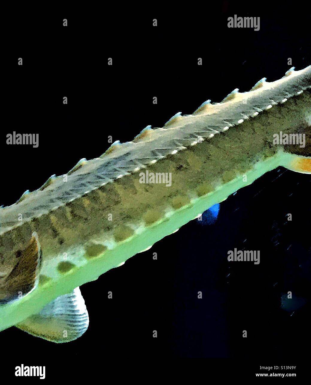 Saw like backbone of a lake sturgeon - Smartphone Captured Stock Image