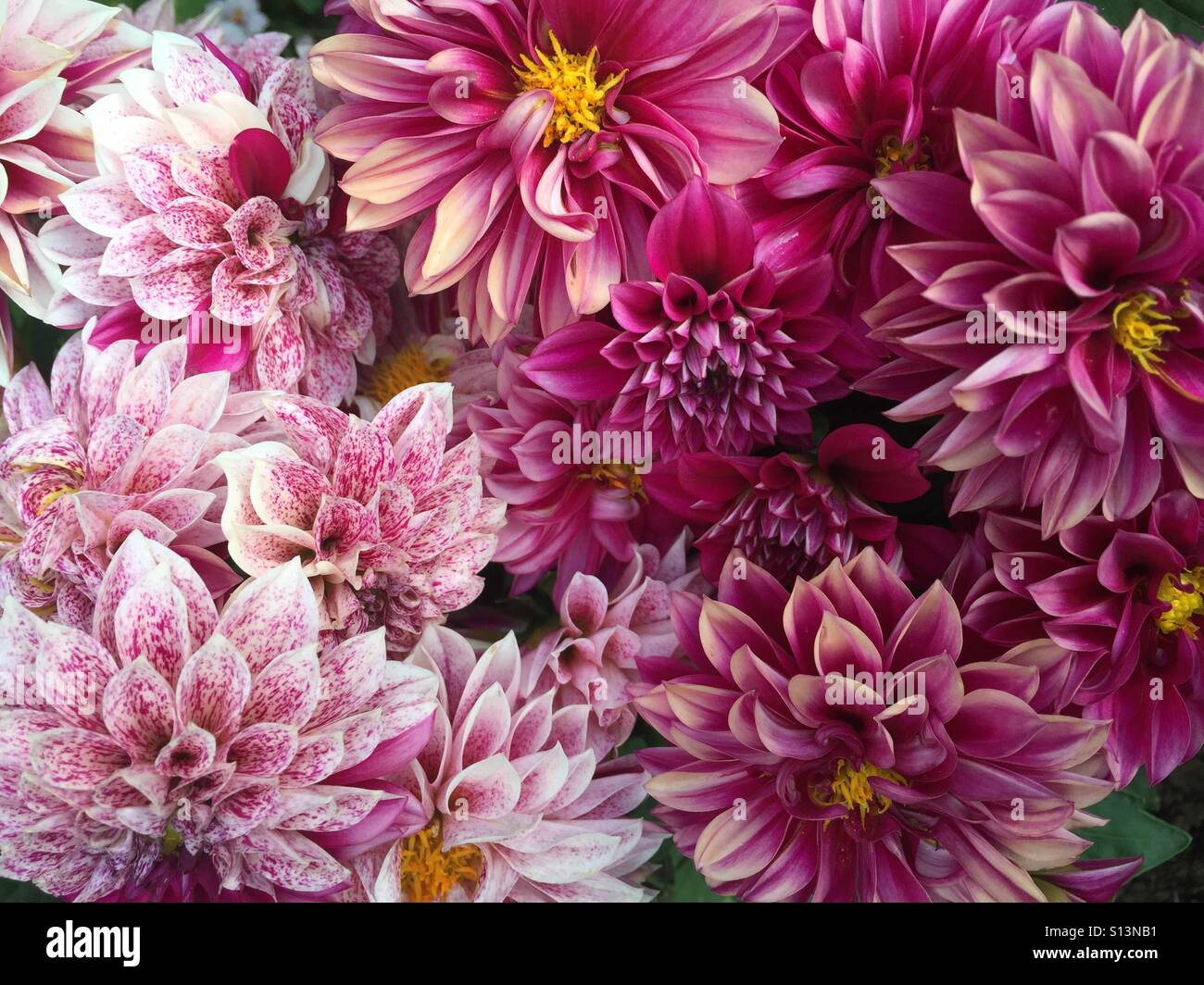 Lovely Dahlia High Resolution Stock Photography and Images - Alamy