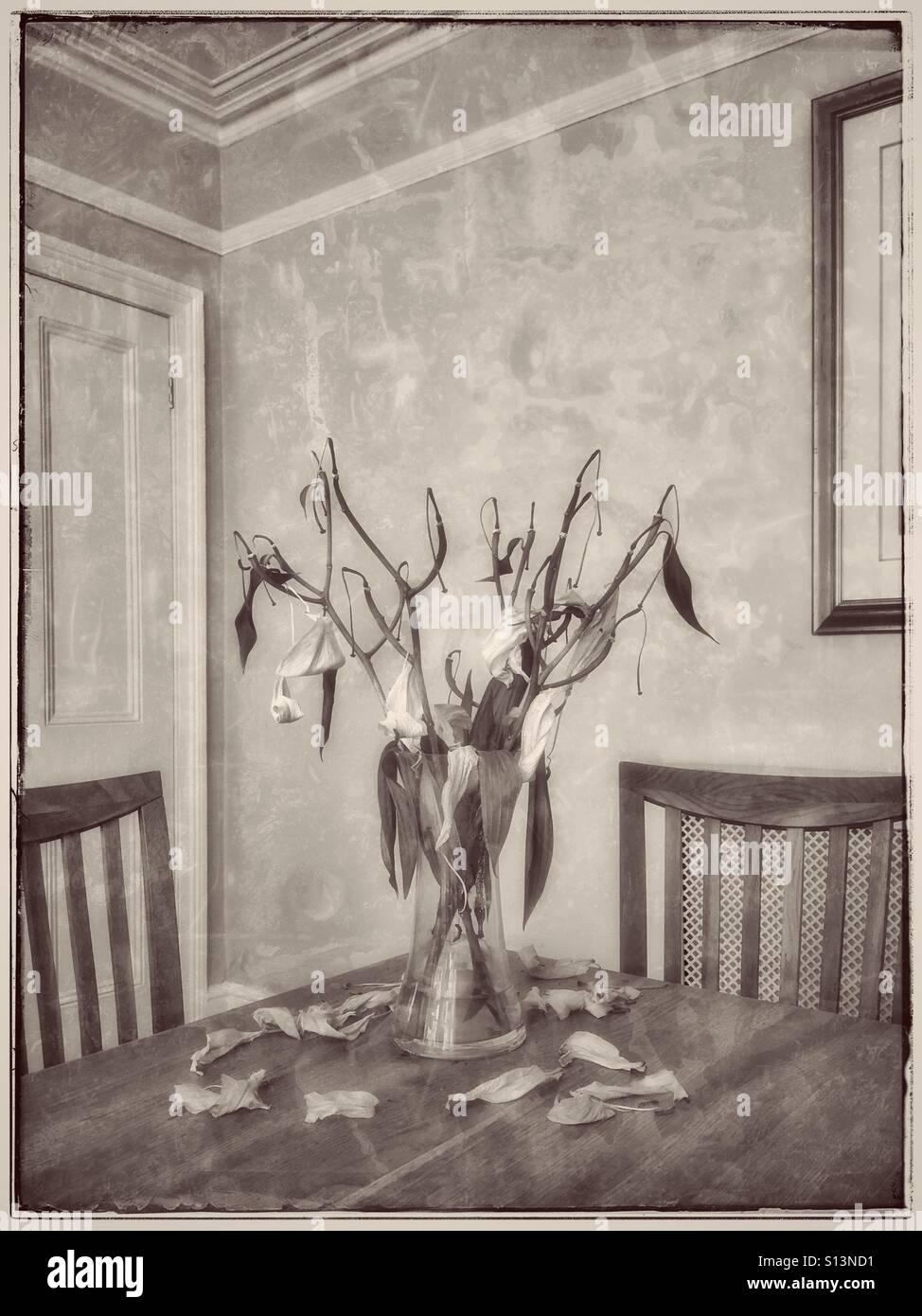 An antique effect picture of a glass vase housing a bunch of dead and dying White Lilly stems. The setting is a dining room in a country house. Two wooden chairs look on. Photo © COLIN HOSKINS. - Smartphone Captured Stock Image