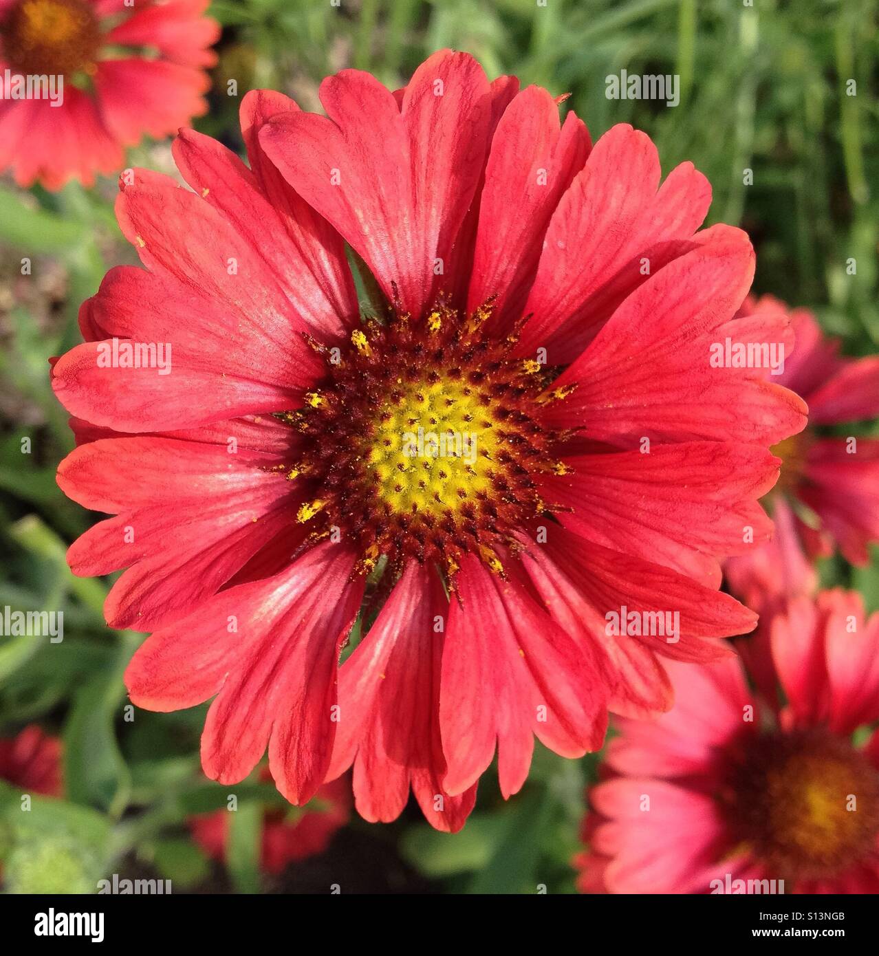 Flower Macro - Smartphone Captured Stock Image