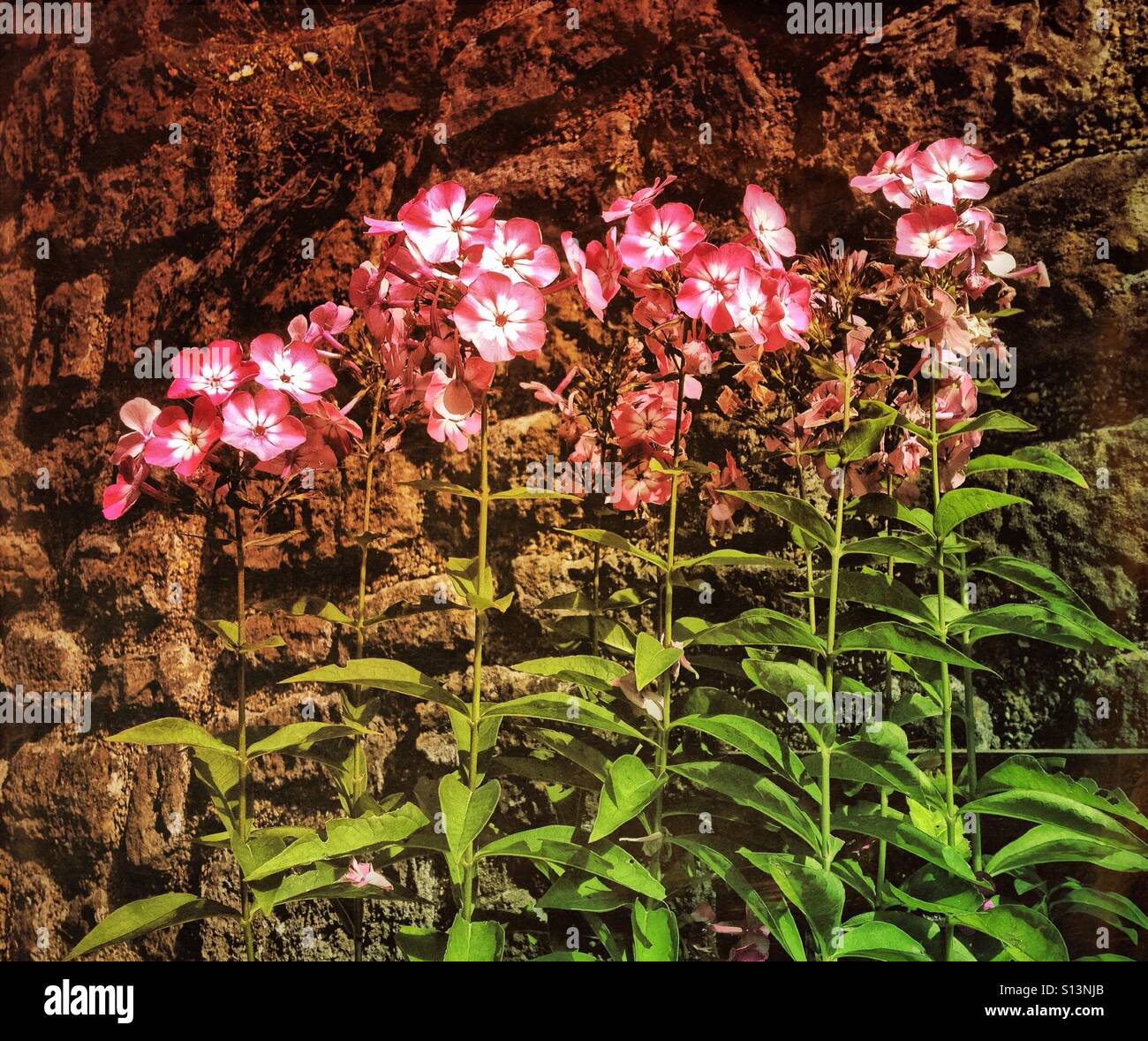 Flowers growing against a wall Stock Photo - Alamy
