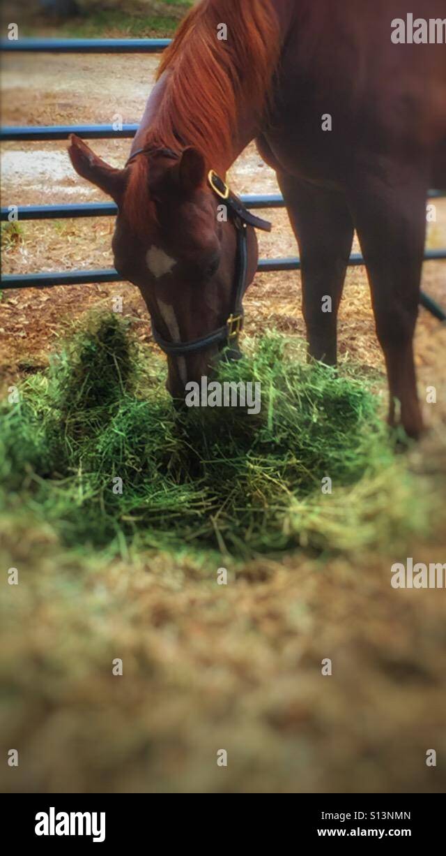 Horse eating hay Stock Photo Alamy