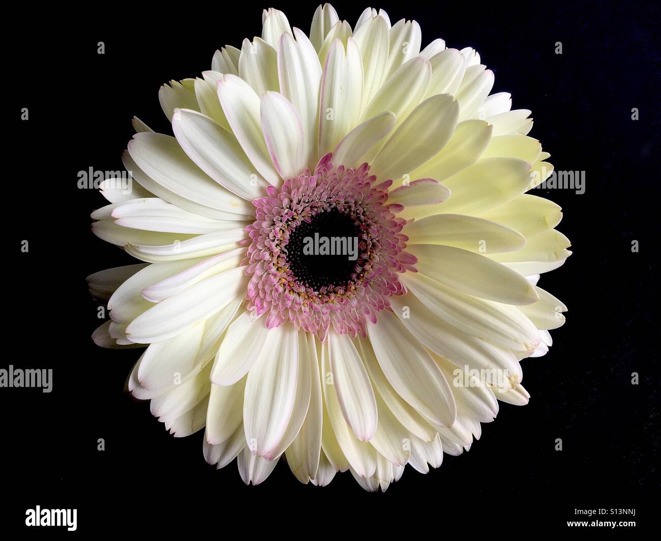 White and pink gerbera Daisy on a black background - Smartphone Captured Stock Image