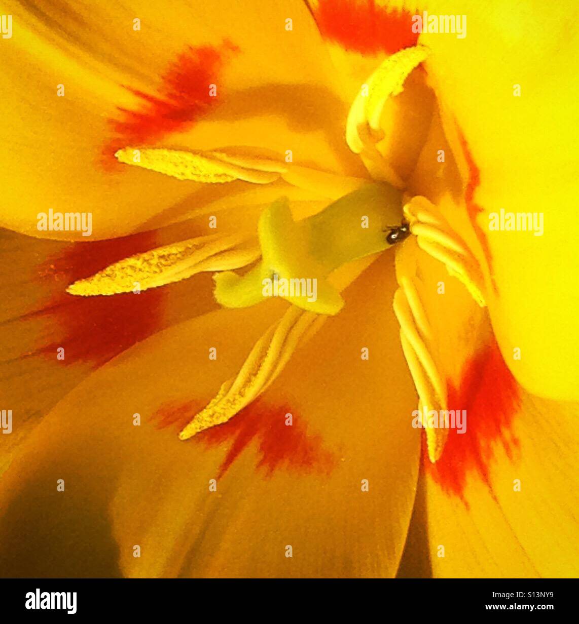 Heart of an open vibrant yellow tulip flower. Mobile phone photo with some phone or tablet post processing. - Smartphone Captured Stock Image