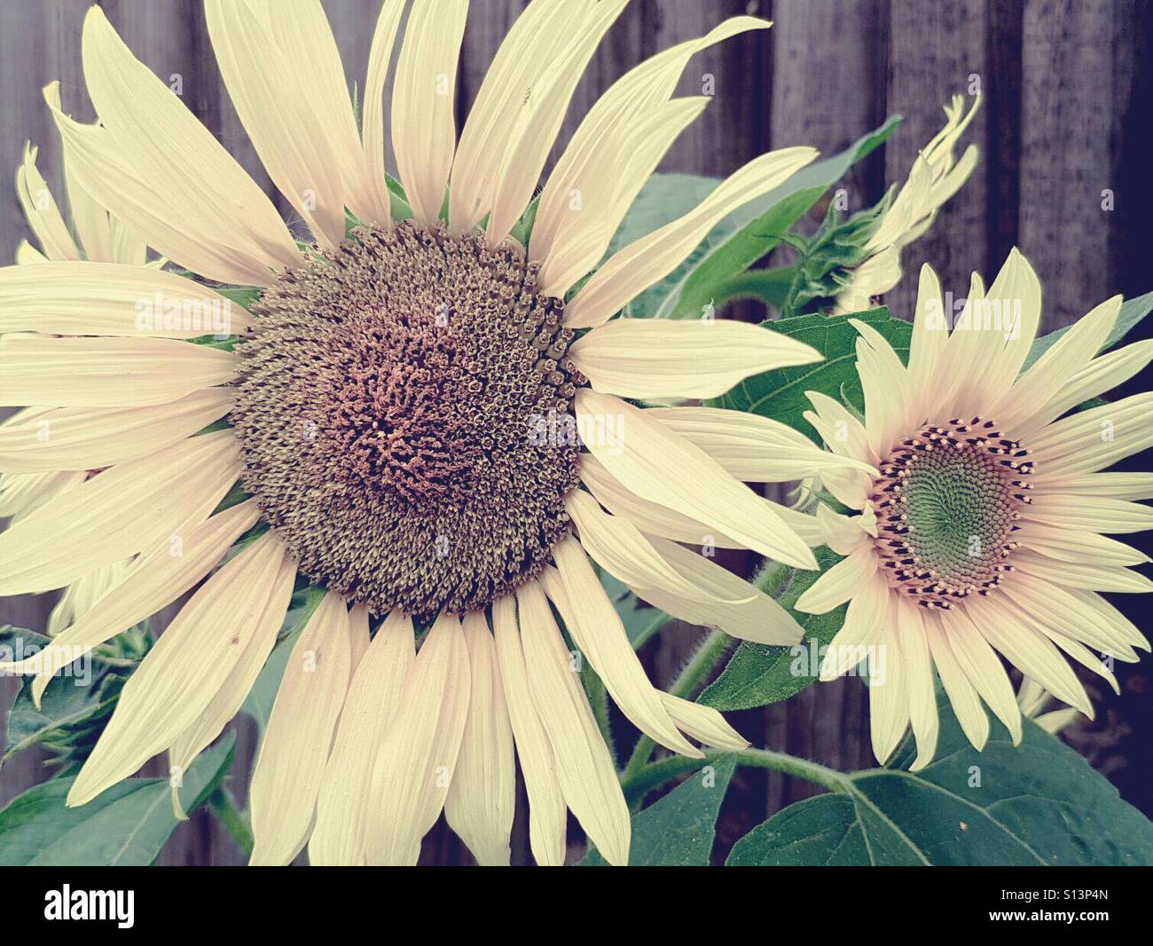 Multiple Sunflowers Stock Photos & Multiple Sunflowers Stock Images Alamy