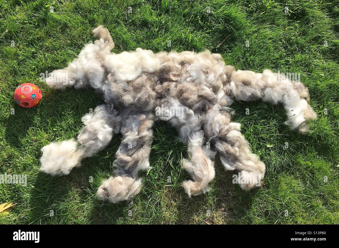 Fur from grooming a dog Stock Photo