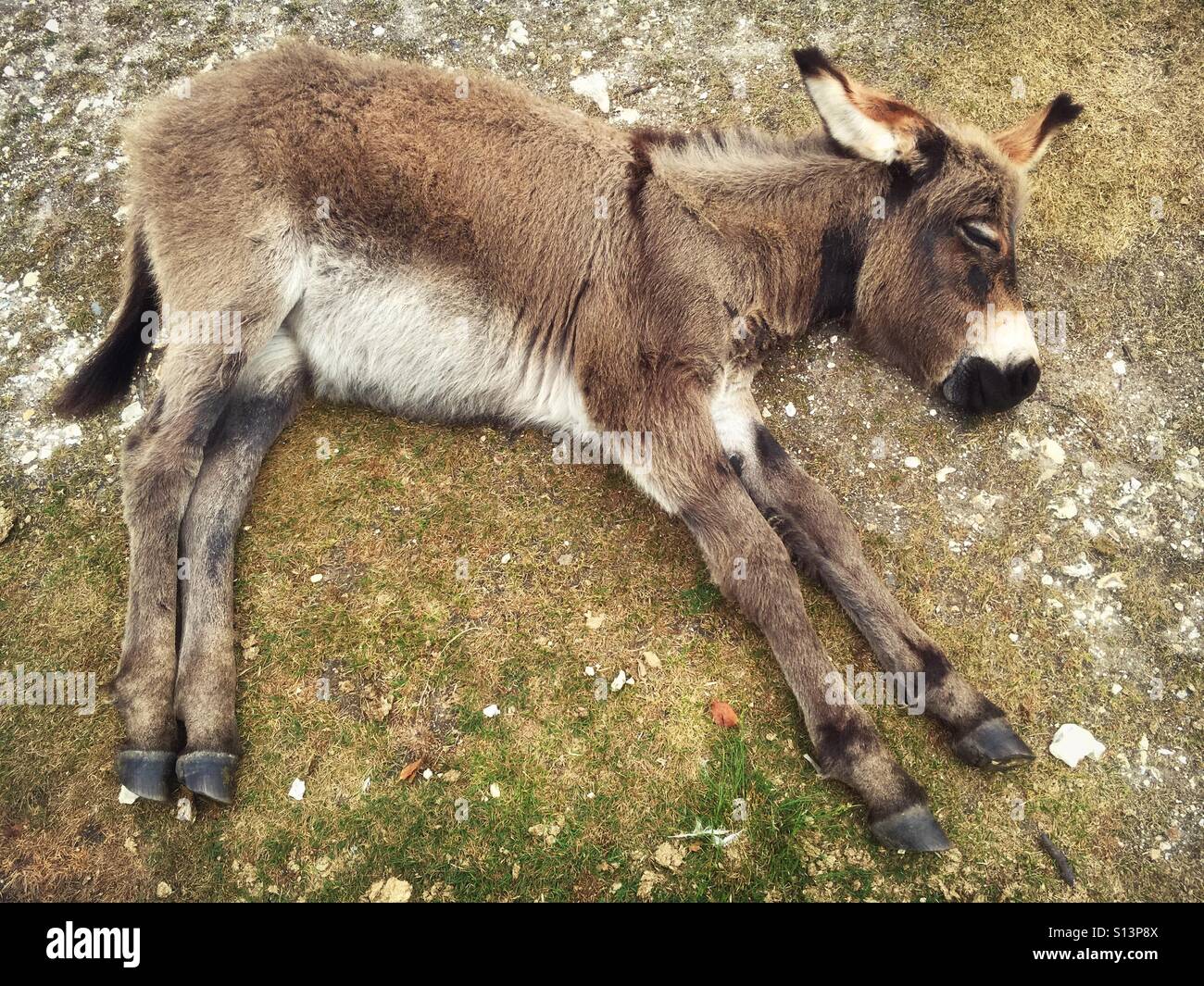 Sleeping donkey in the New Forest Stock Photo Alamy