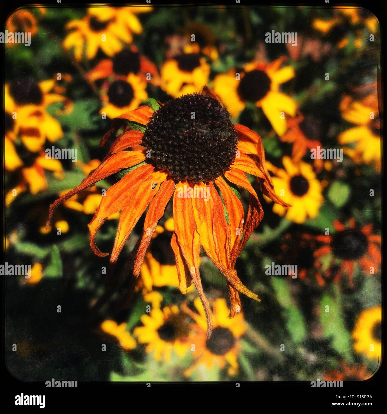 Black eyed Susan wilting in the hot sun Stock Photo