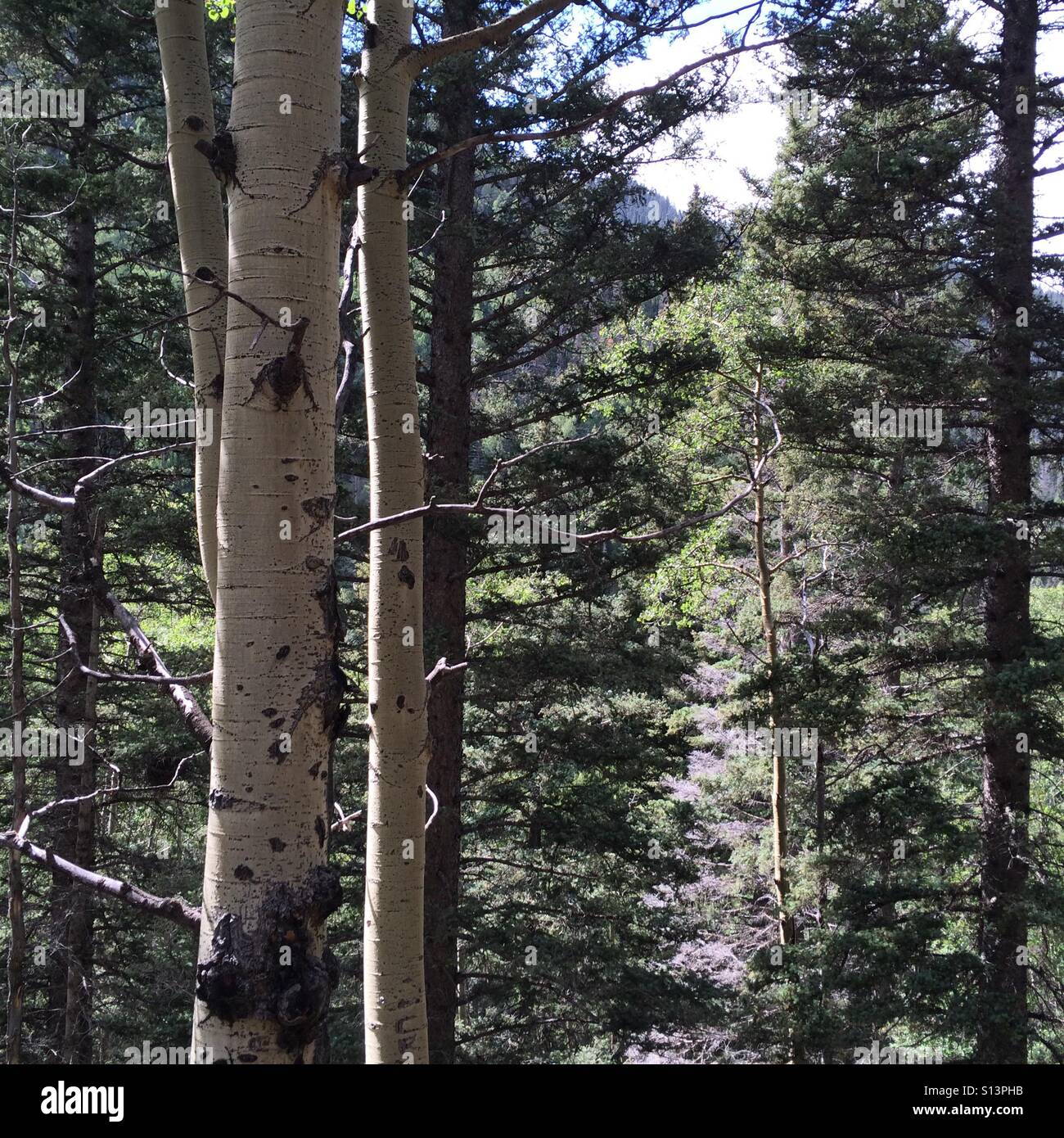 Forest details of aspen and pine. Stock Photo