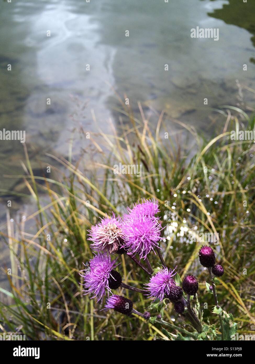 A thistle blooms before the waters of a high country lake. Stock Photo