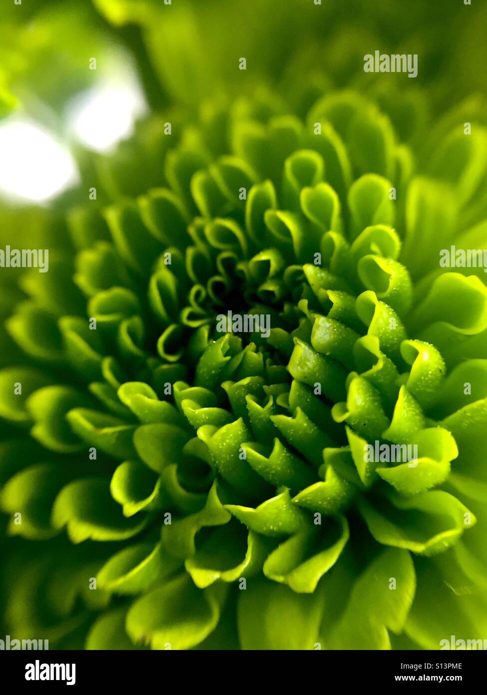 Macro of a green mini Pom Pom flower Stock Photo