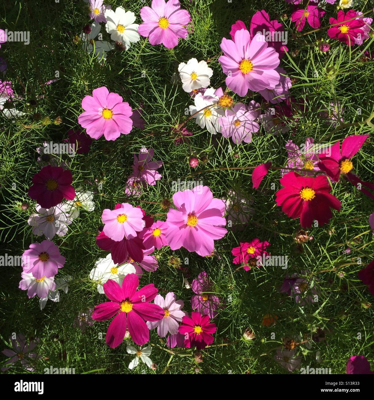 Flowers catch the light of the morning sun. The flowers are Cosmos. Stock Photo