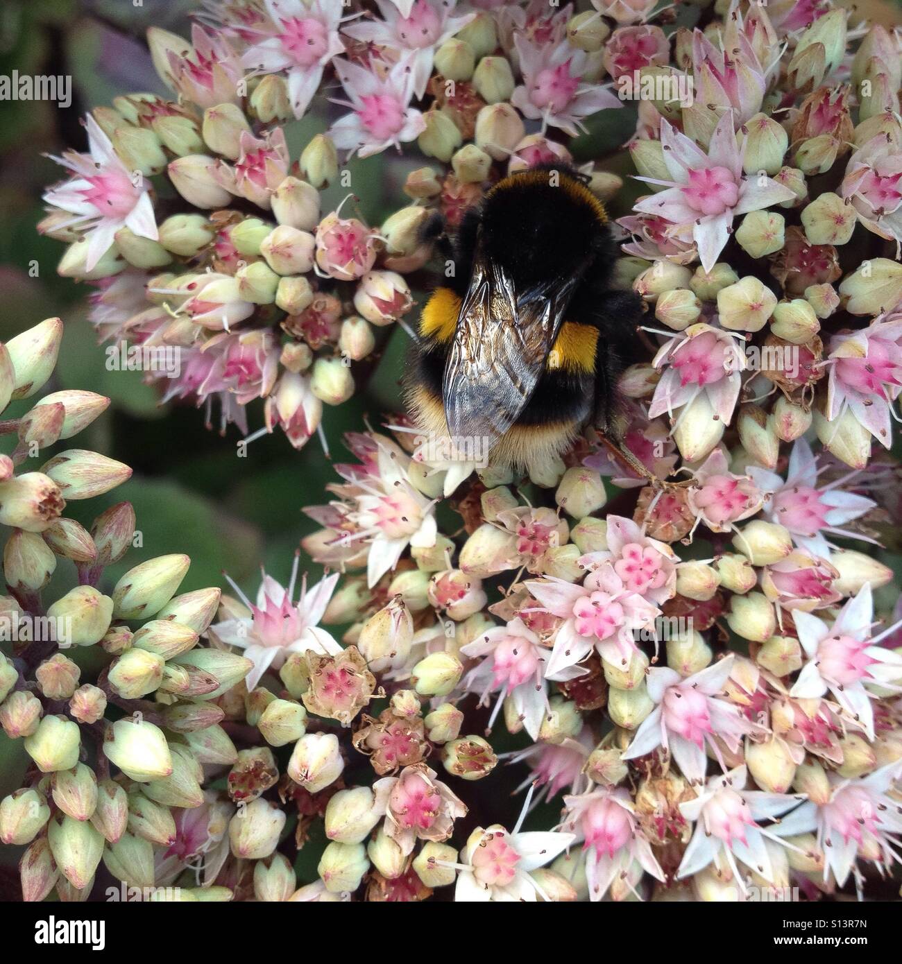 A large bumblebee harvesting pollen on a white flowers - Smartphone Captured Stock Image