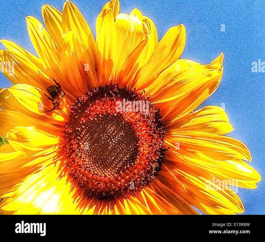 Sunflower and bee. - Smartphone Captured Stock Image