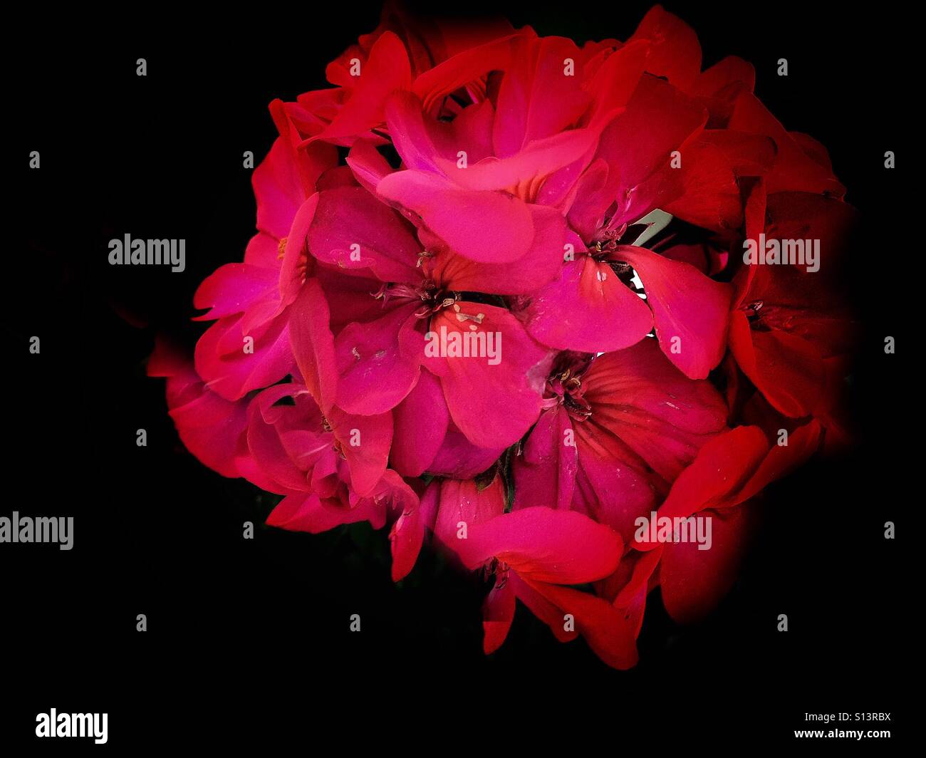 Geranium flower pot Stock Photo