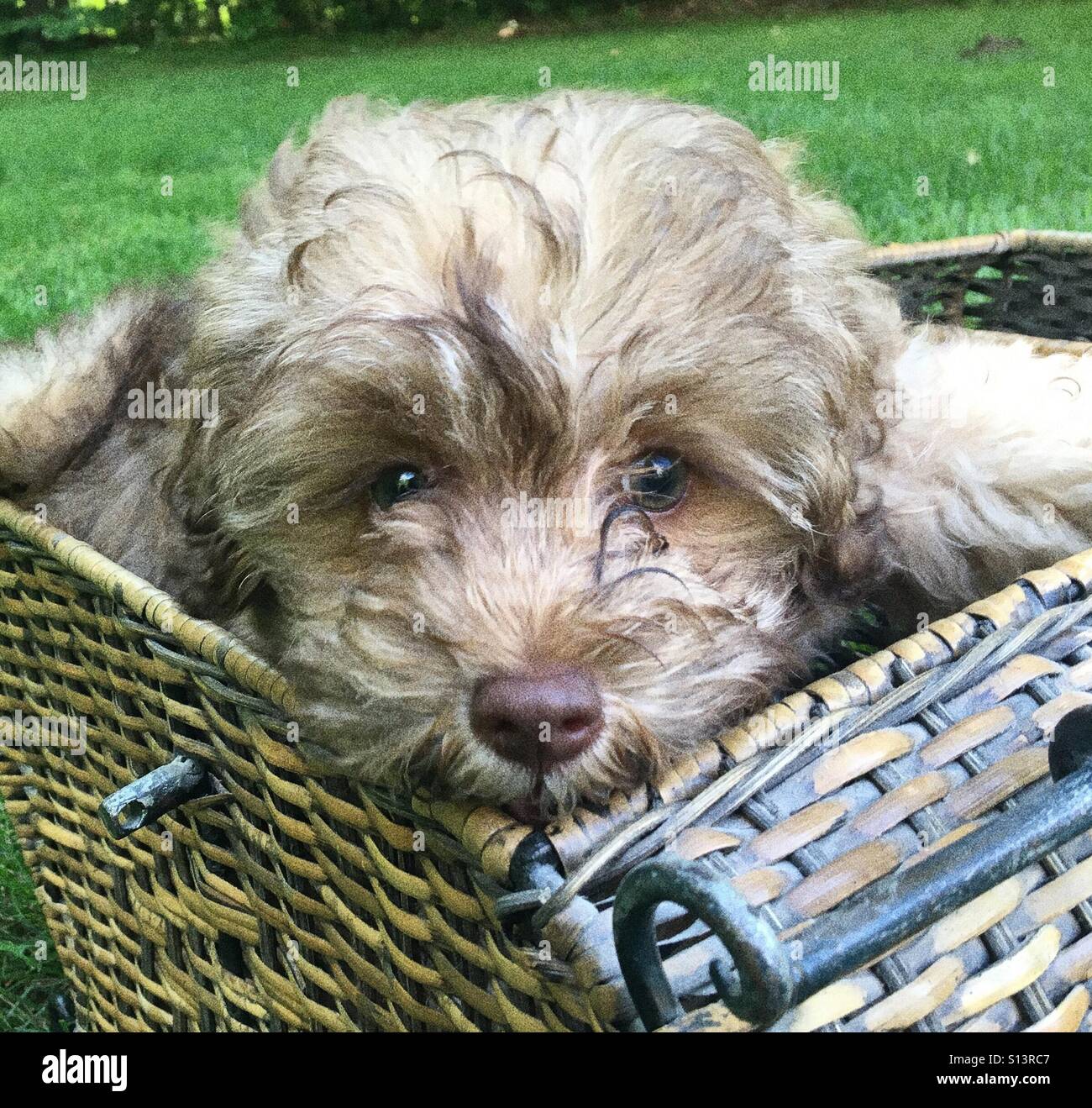 Puppy in basket Stock Photo - Alamy