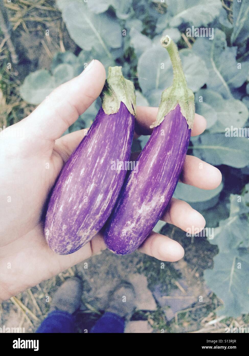 Fairy Tale Eggplant Stock Photo Alamy