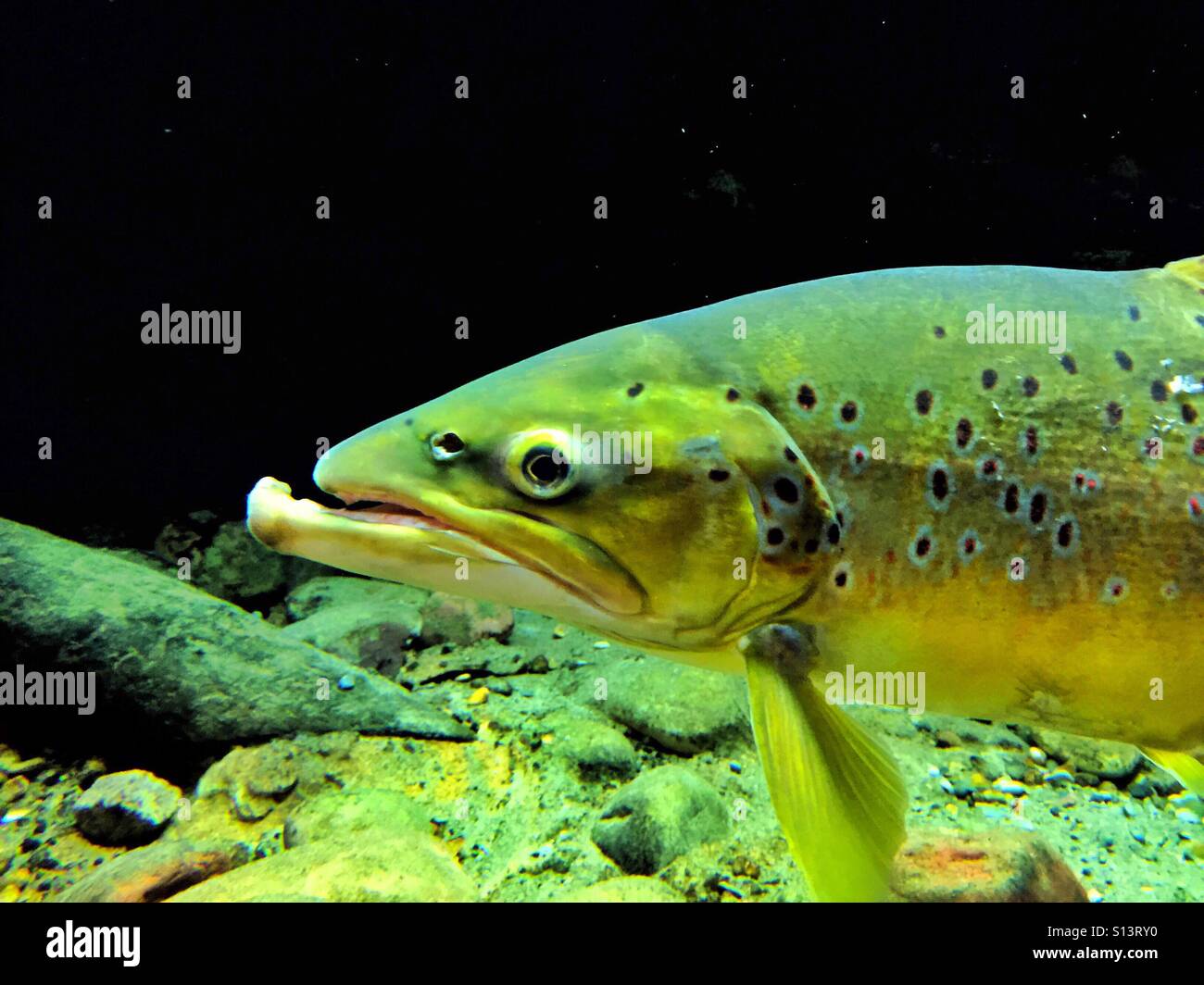 Brown trout with protruding lower jaw - Smartphone Captured Stock Image