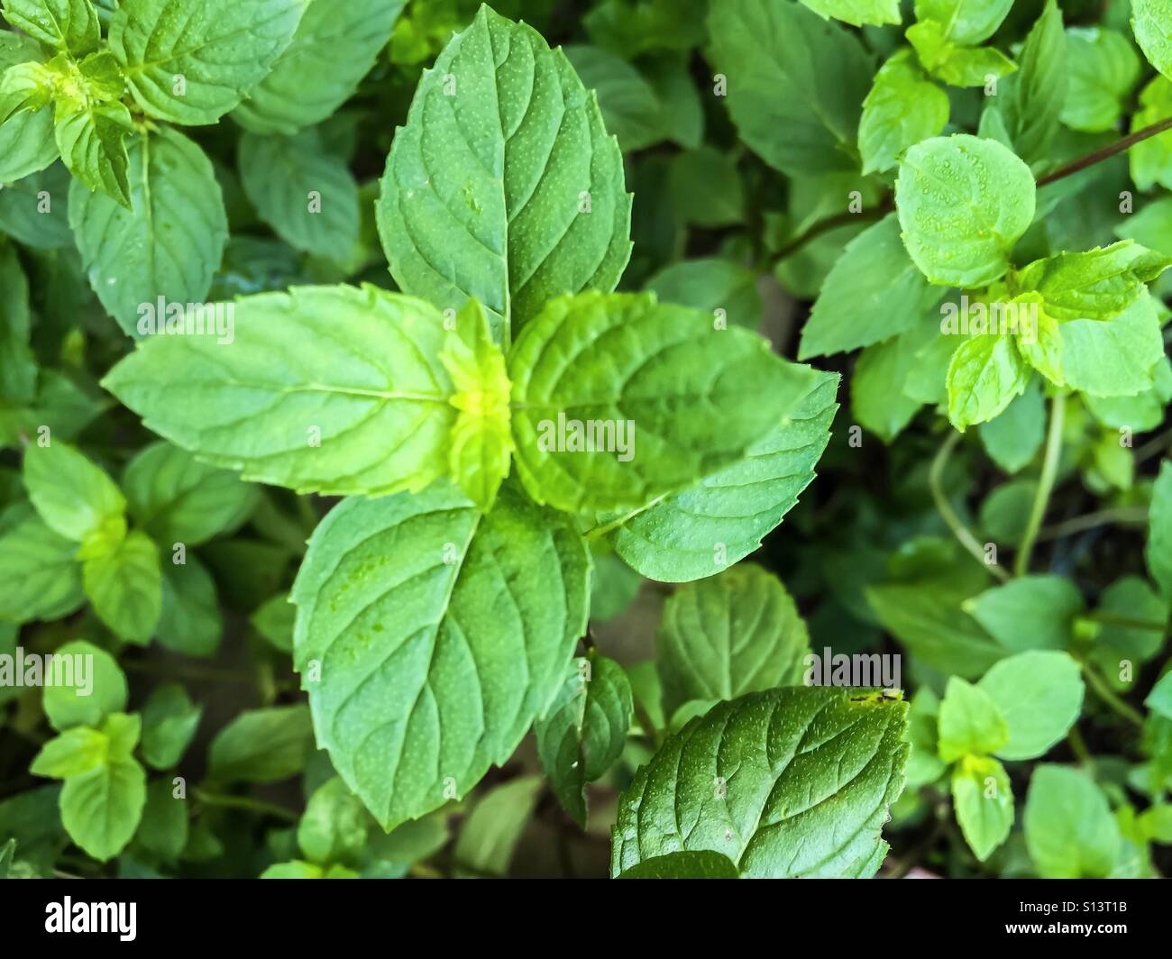 Blue Mint - Smartphone Captured Stock Image