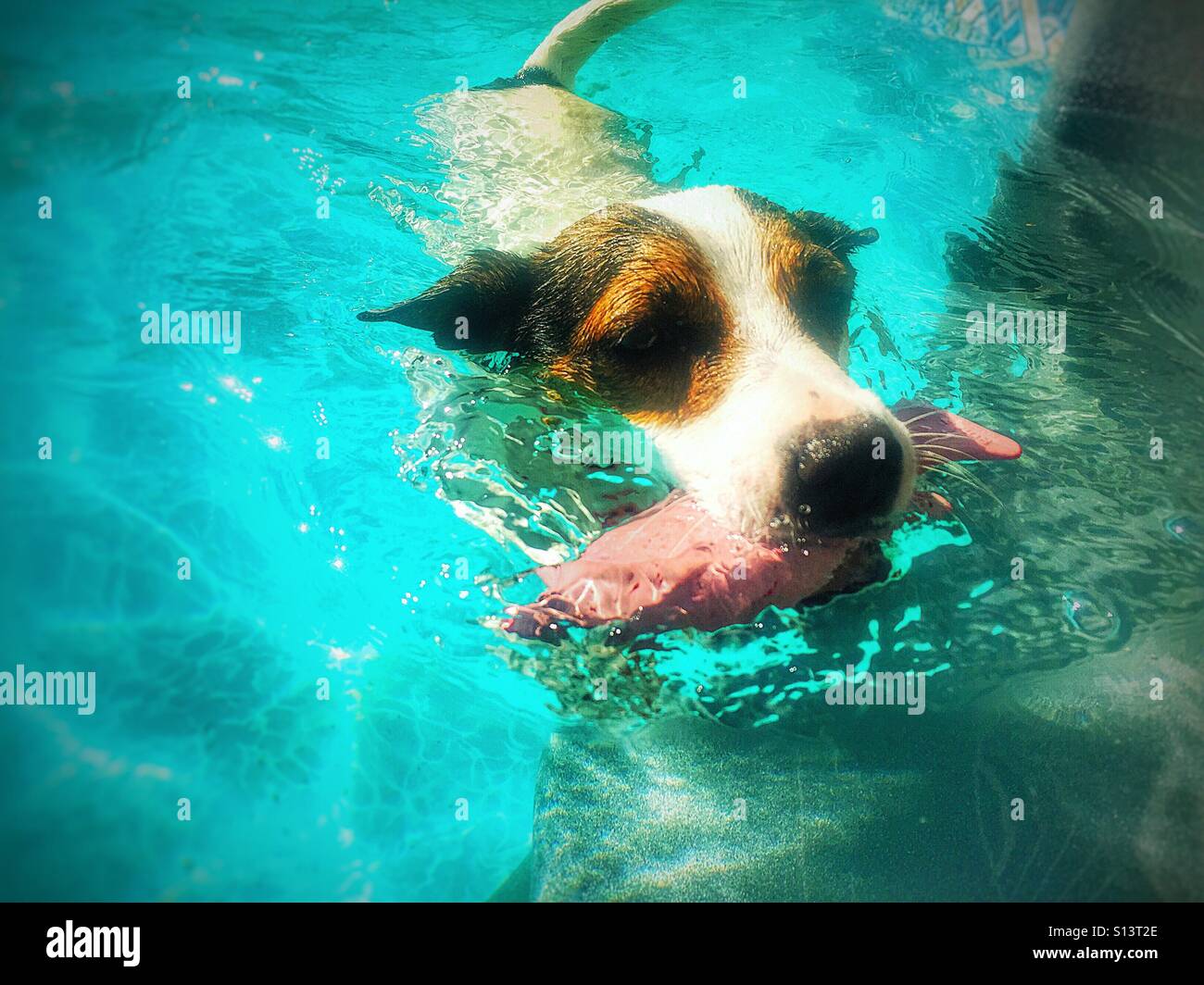 Dog swimming in outdoor swimming pool while carrying a toy fish in her mouth. Sun lit, natural light. - Smartphone Captured Stock Image